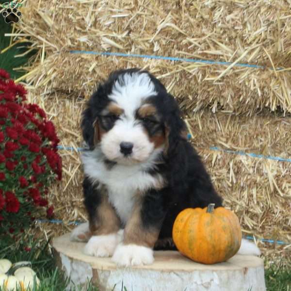 Pumpkin, Bernedoodle Puppy